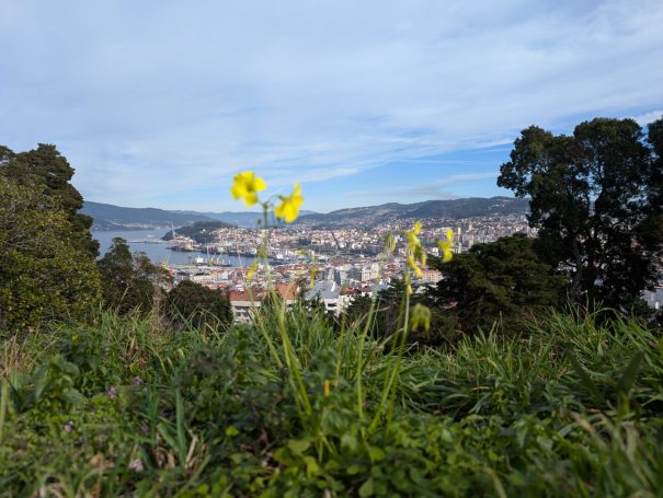 Yellow flowers in the foreground with Vigo city and hills in the background.