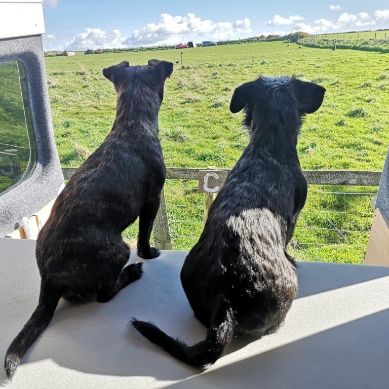 Two little black dogs sitting in a campervan, looking out at a green field.